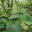 Coral Bells, Autumn Bride Coral Bells