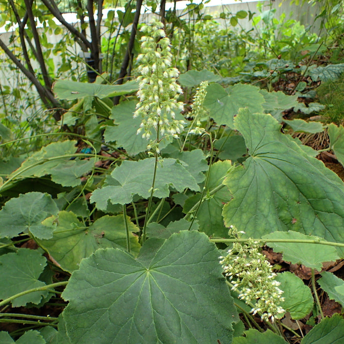 Coral Bells, Autumn Bride Coral Bells