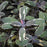 Salvia officinalis 'Tricolor'  - Tricolor Culinary Sage