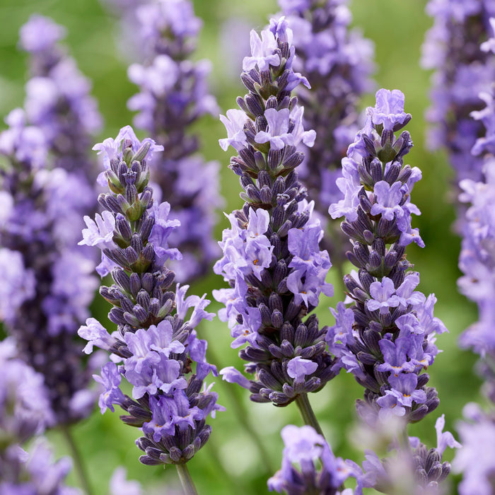 Lavender, Sensational!® Lavender