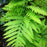 Fern, Sensitive Fern