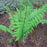 Fern, Dixie Wood Fern