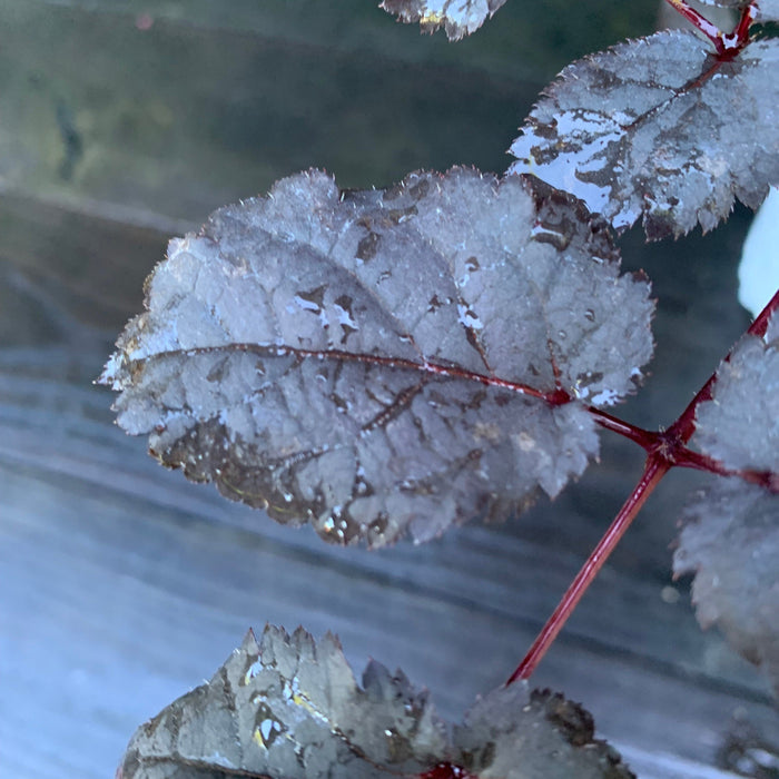 Astilbe, Dark Side of the Moon Astilbe