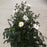 Anemone, Fantasy™ Snow Angel Anemone
