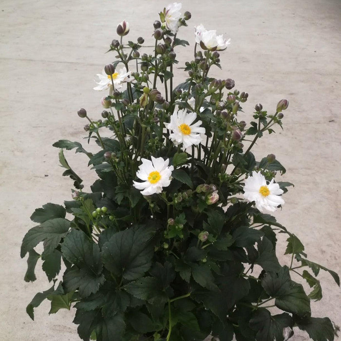 Anemone, Fantasy™ Snow Angel Anemone