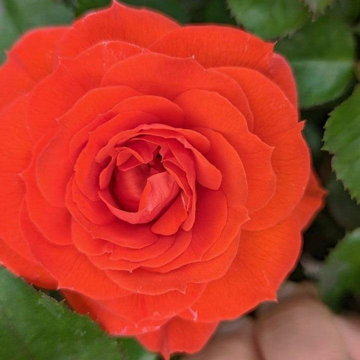 Rosa 'True Crush'  - True Crush Rose