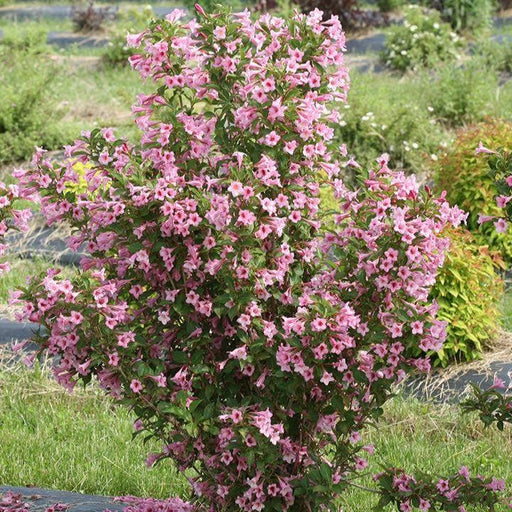 Weigela, Sonic Bloom® Pure Pink Reblooming Weigela