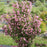 Weigela, Sonic Bloom® Pure Pink Reblooming Weigela