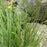 Grass, Broomsedge, Yellow Bluestem