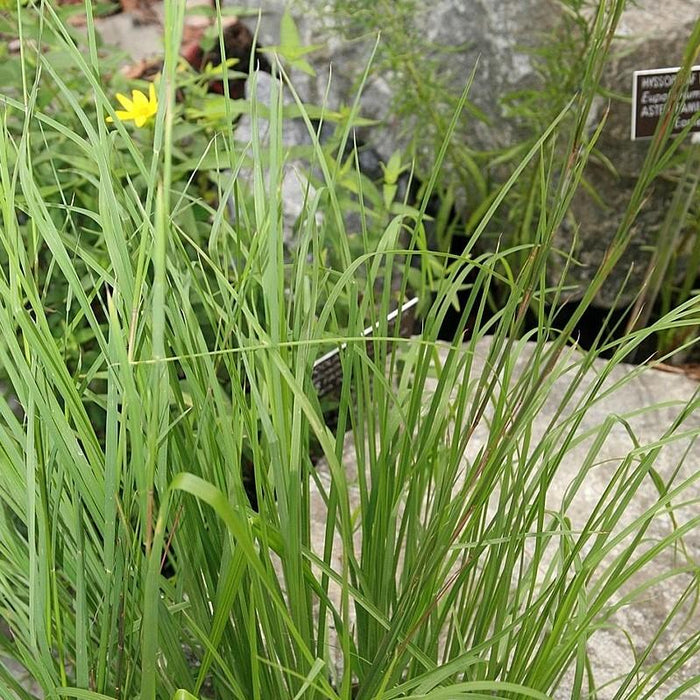 Grass, Broomsedge, Yellow Bluestem