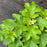 Hydrangea, Ruby Slippers Oakleaf Hydrangea