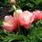 Paeonia 'Julia Rose'  - Julia Rose Itoh Peony