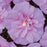 Hibiscus, Lavender Chiffon® Rose of Sharon