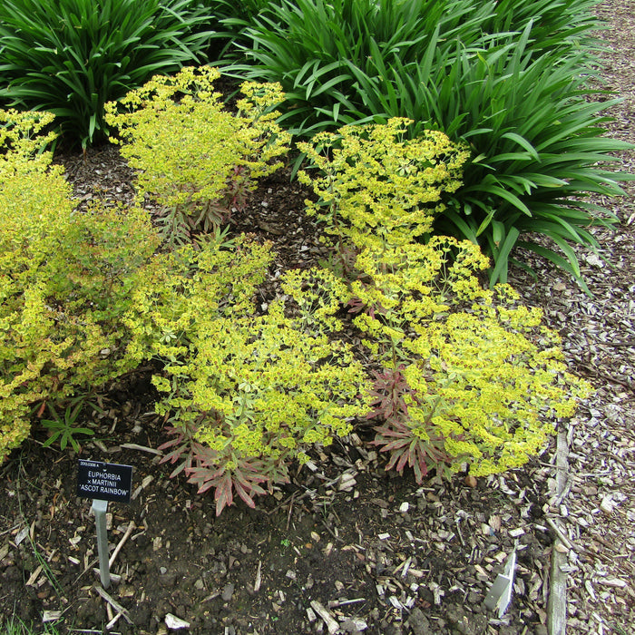 Spurge, Ascot Rainbow Spurge