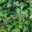 Stephanandra, Cutleaf Stephanandra