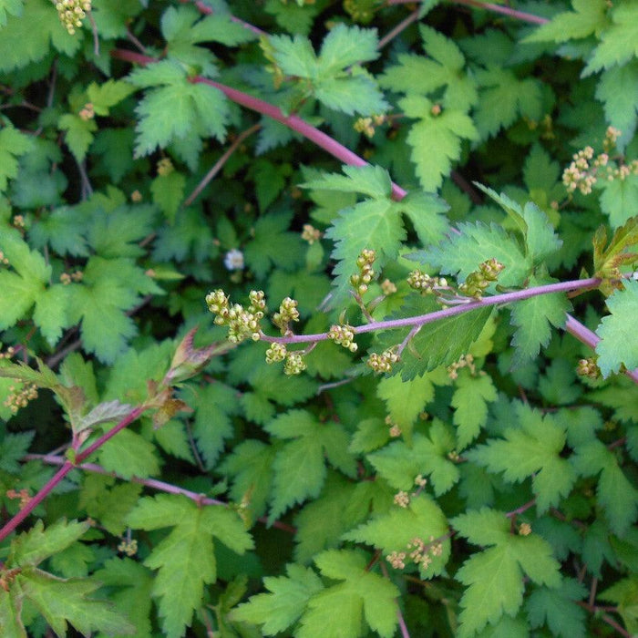 Stephanandra, Cutleaf Stephanandra