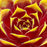 Sempervivum, Chick Charms® Gold Crown Hens and Chicks