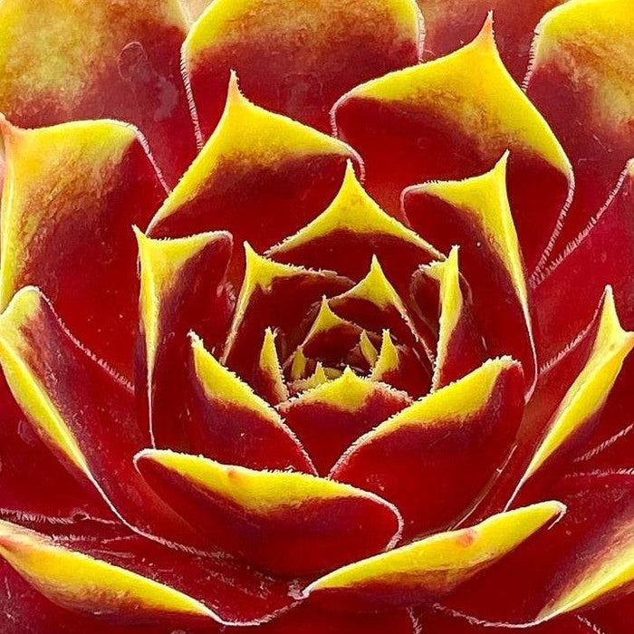 Sempervivum, Chick Charms® Gold Crown Hens and Chicks