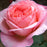 Rose, Sweet Mademoiselle Rose