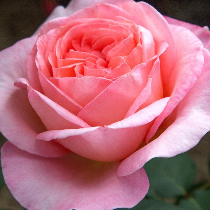Rose, Sweet Mademoiselle Rose
