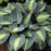 Hosta, Touch of Class Hosta