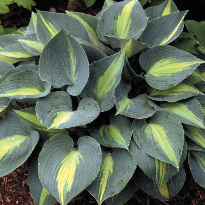 Hosta, Touch of Class Hosta