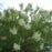 Syringa x oblata 'Betsy Ross'  - Betsy Ross Lilac