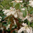 Leucothoe, Coastal Leucothoe