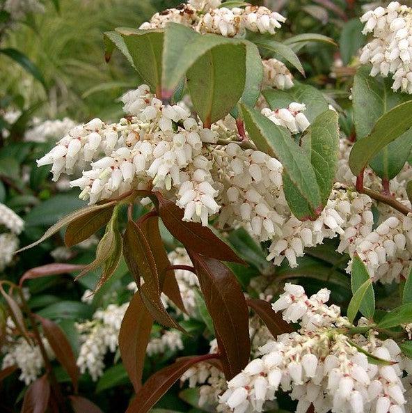 Leucothoe, Coastal Leucothoe