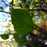 Dogwood, Flowering Dogwood