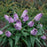 Butterfly Bush, Pugster® Amethyst Butterfly Bush