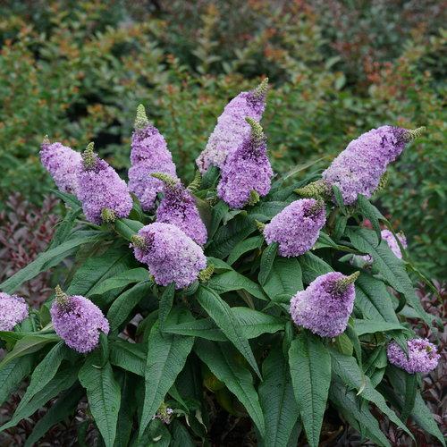 Butterfly Bush, Pugster® Amethyst Butterfly Bush