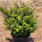 Ilex crenata 'Compacta'  - Compact Japanese Holly