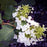 Hydrangea, Pee Wee Oakleaf Hydrangea