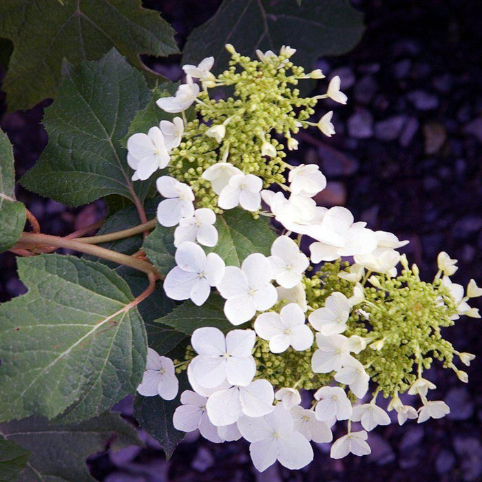 Hydrangea, Pee Wee Oakleaf Hydrangea