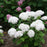 Hydrangea, Invincibelle® Wee White Smooth Hydrangea