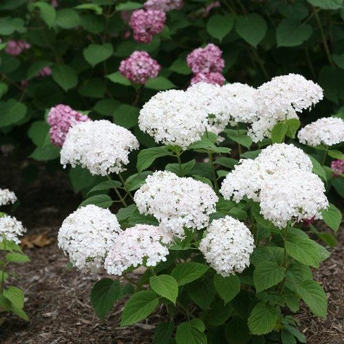 Hydrangea, Invincibelle® Wee White Smooth Hydrangea