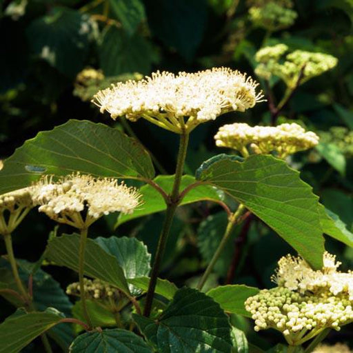 Viburnum, Blue Blaze™ Viburnum