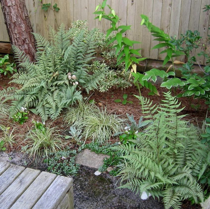 Fern, Ghost Fern