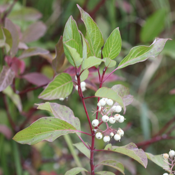 Dogwood, Cardinal Dogwood