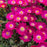 Delosperma, Jewel of Desert® Amethyst Ice Plant