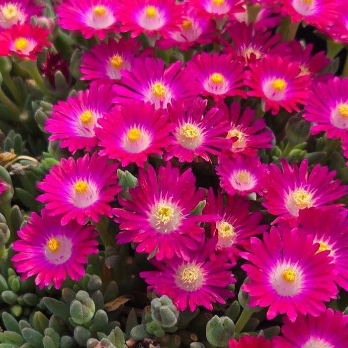 Delosperma, Jewel of Desert® Amethyst Ice Plant