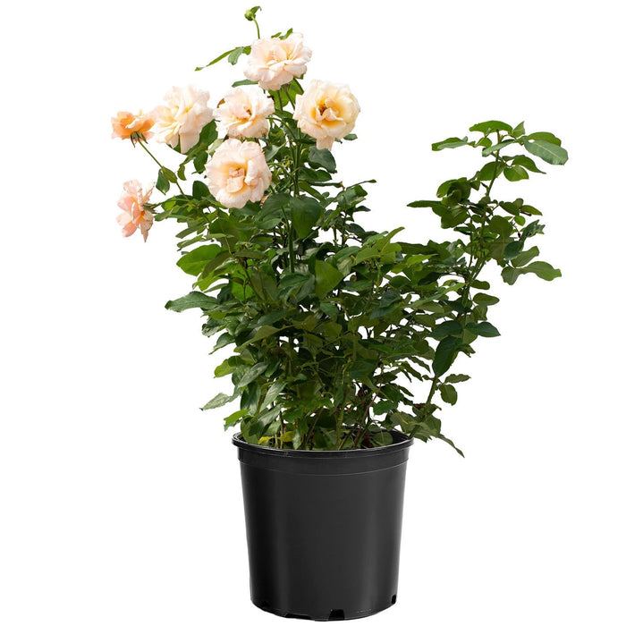 Rose, Mother of Pearl Grandiflora Rose