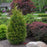 Arborvitae, Junior Giant Arborvitae