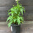 Coneflower, PowWow® White Echinacea