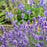 Lavender, Summer Serenade Lavender