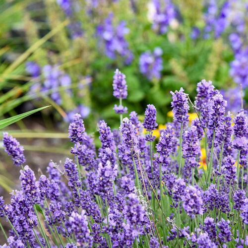Lavender, Summer Serenade Lavender