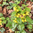 Yellow Archangel, Variegated Yellow Archangel