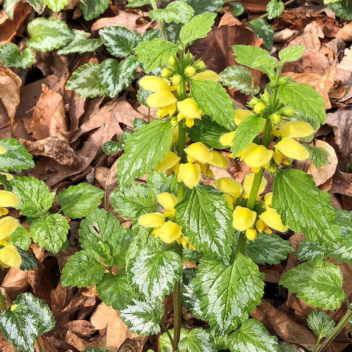 Yellow Archangel, Variegated Yellow Archangel