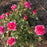 Rose, Sophy's Rose